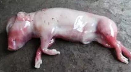 解析母豬死胎增多的十大原因 山東綠都-豬博士的專業視角