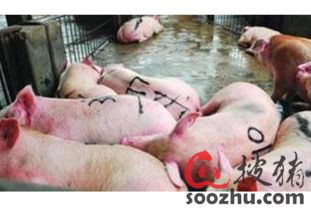 生豬屠宰加工 行業現狀、挑戰與數字化預警的重要性